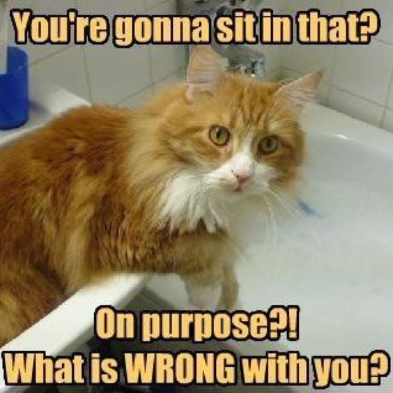 Cat Is Confused I Can Has Cheezburger?