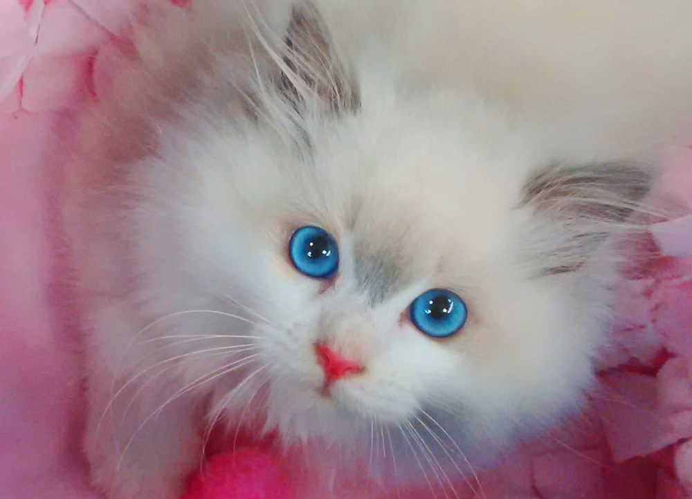 Those Eyes! - Cats N' Kittens - Cat Pictures - Cute Kittens