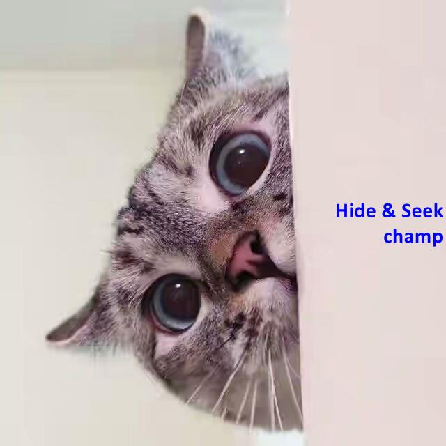 Hide & Seek champ - Lolcats - lol | cat memes | funny cats | funny cat