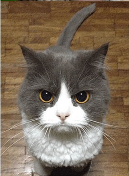 Cats That Know How To Give A Death Stare... (17 Photos) - I Can Has