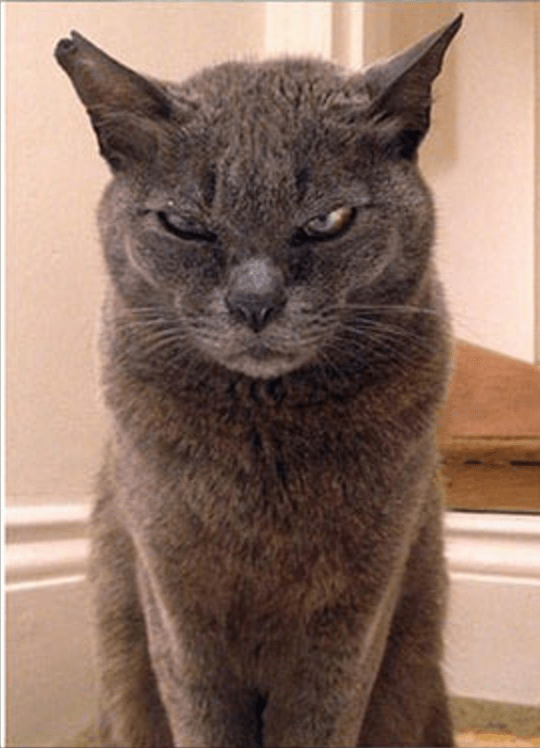 Cats That Know How To Give A Death Stare... (17 Photos) - I Can Has