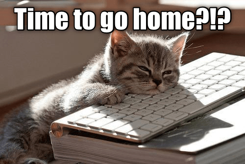 Time To Go Home Yet Lolcats Lol Cat Memes Funny Cats Funny Cat Pictures With Words On Them Funny Pictures Lol Cat Memes Lol Cats