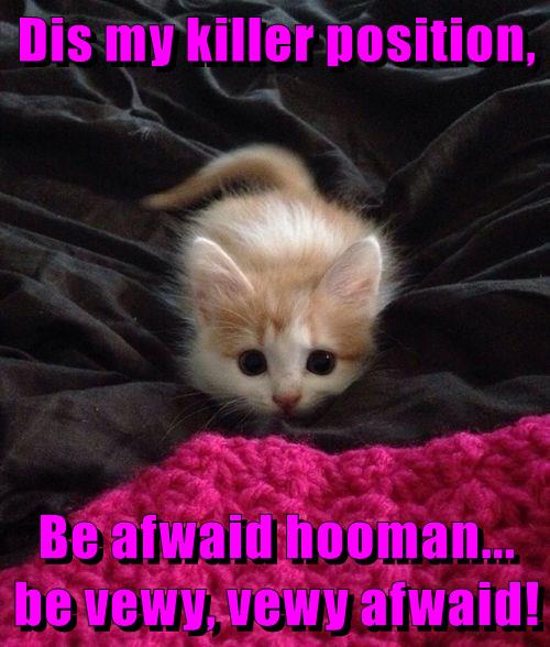 Killer position Lolcats lol cat memes funny cats funny cat