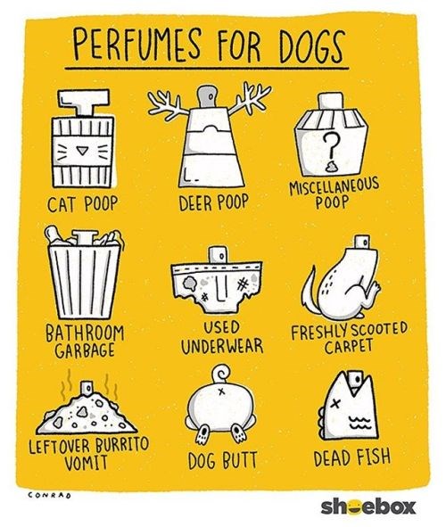 Perfumes For Dogs I Can Has Cheezburger?