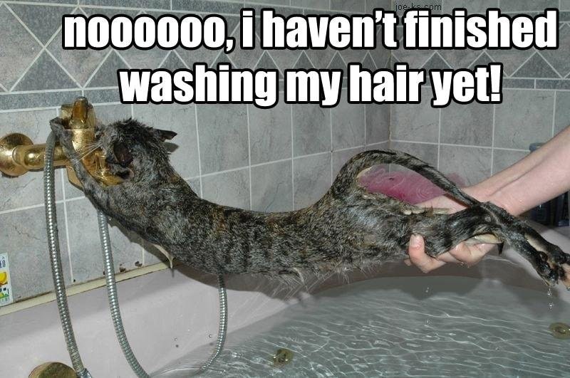 Some Cats Love Baths I Can Has Cheezburger? Funny Cats Cat Meme