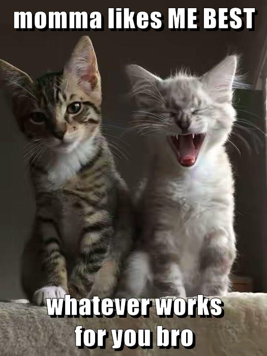 Whatever - Lolcats - lol | cat memes | funny cats | funny cat pictures