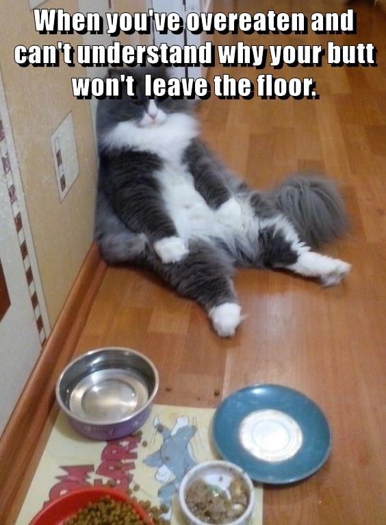 The Top 15 LolCats Memes - Cheezburger Users Edition #11 - I Can Has ...