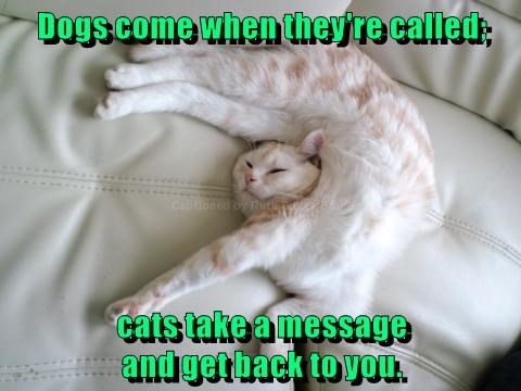 The Difference Between Cat And Dog When Called - I Can Has ...