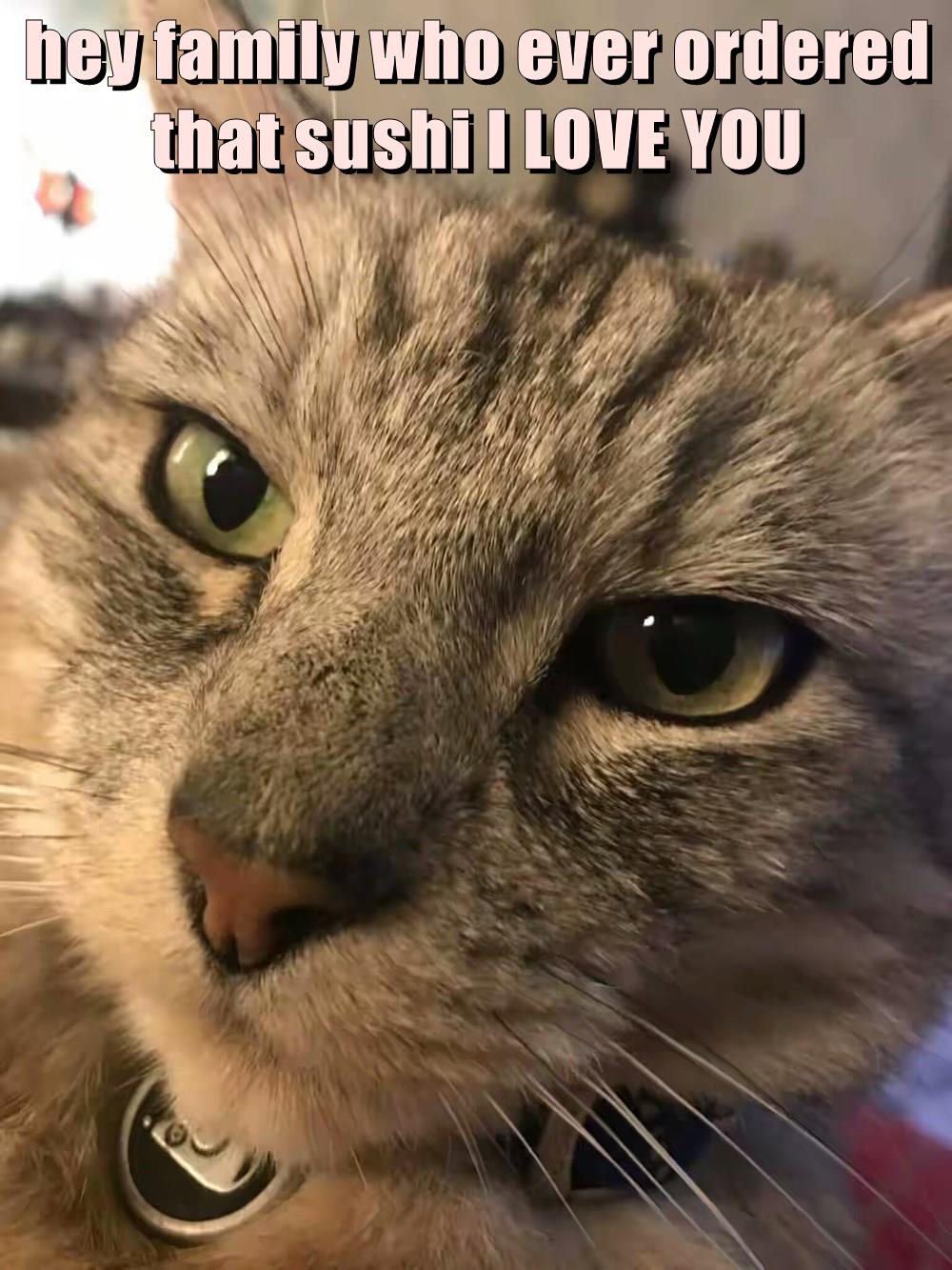 Lolcats - sushi - LOL at Funny Cat Memes - Funny cat ...