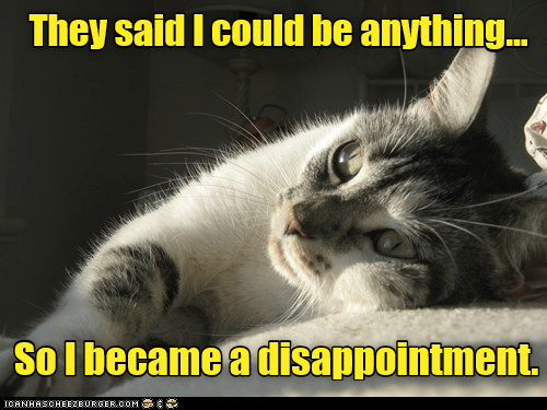 It's a tough job, but someone has to do it. - Lolcats - lol | cat memes ...