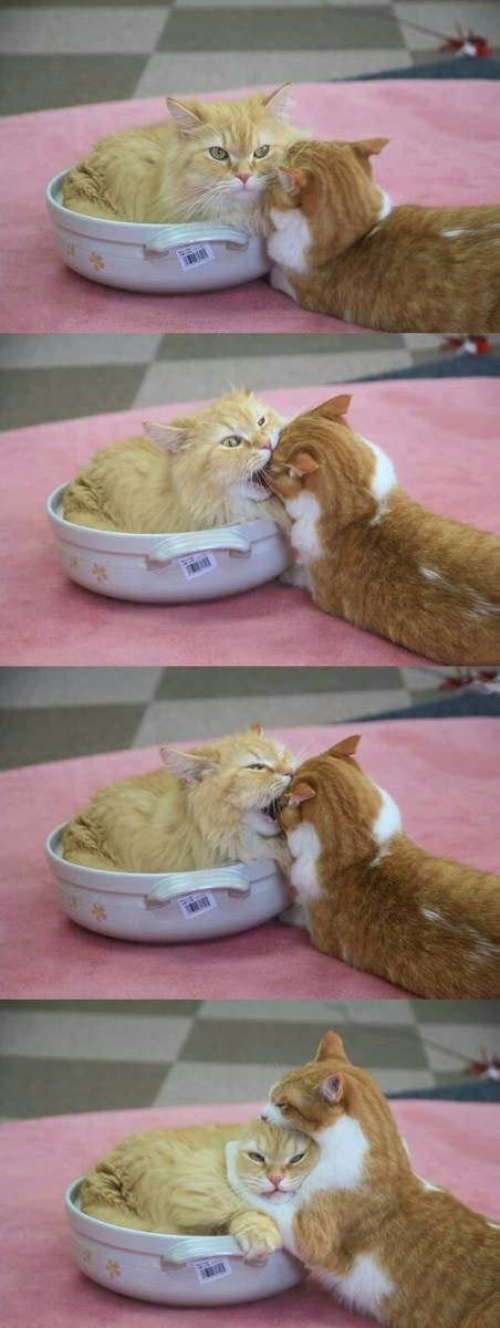 I could eat you up.... choke! Cats N' Kittens Cat Pictures Cute