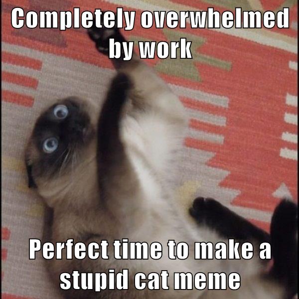 Completely overwhelmed - Lolcats - lol | cat memes | funny cats | funny ...