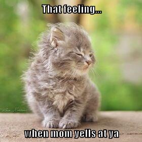 That feeling... - Lolcats - lol | cat memes | funny cats | funny cat ...