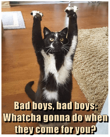 Bad boys, bad boys - Lolcats - lol | cat memes | funny cats | funny cat