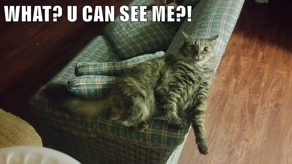 WHAT? U CAN SEE ME?! - Lolcats - lol | cat memes | funny cats | funny ...