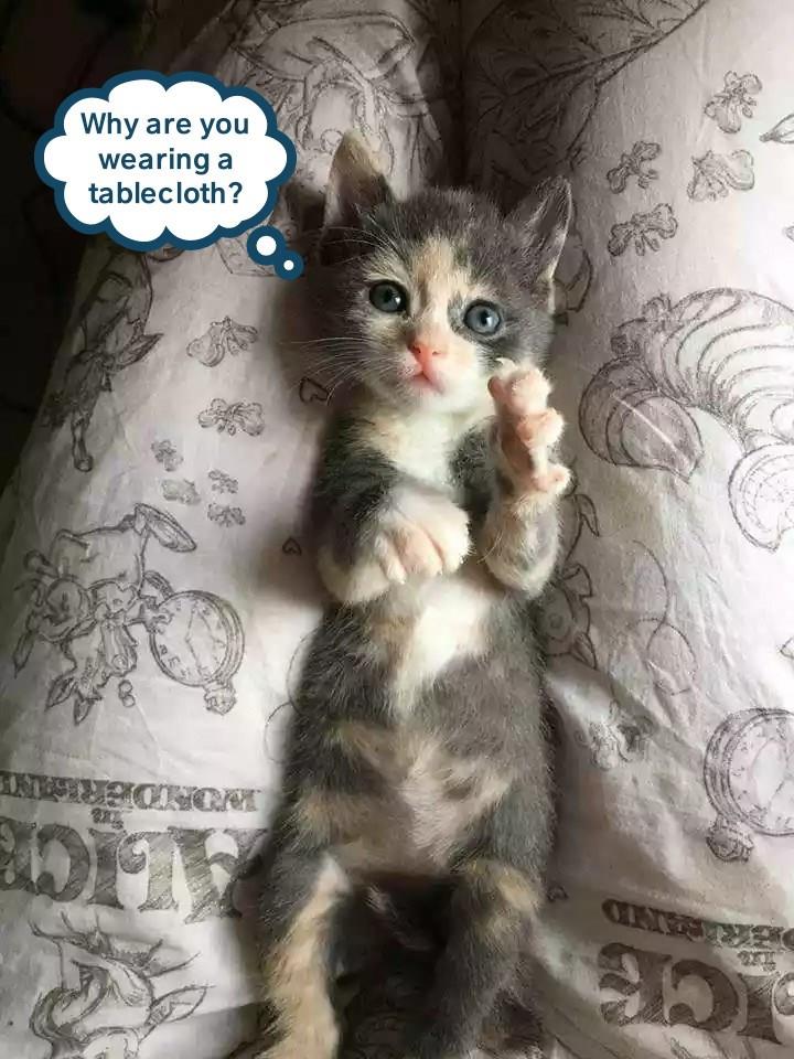 Pants like those should come with a five course dinner Lolcats lol