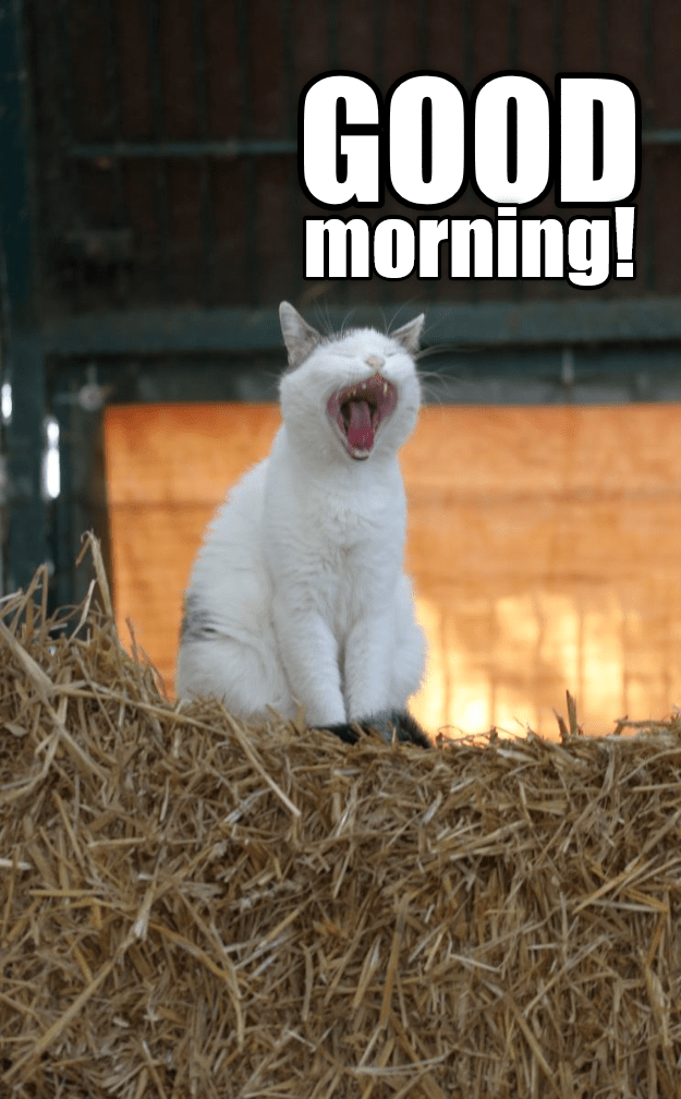 Good Morning Lolcats Lol Cat Memes Funny Cats Funny Cat Pictures With Words On Them