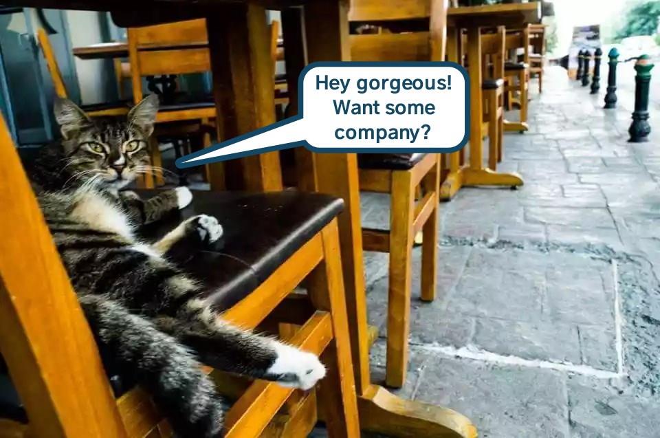 The Sidewalk Catfe for unattached singles who don't want to dine alone Lolcats lol cat
