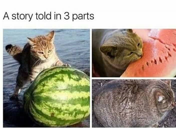funny-meme-about-cat-eating-watermelon