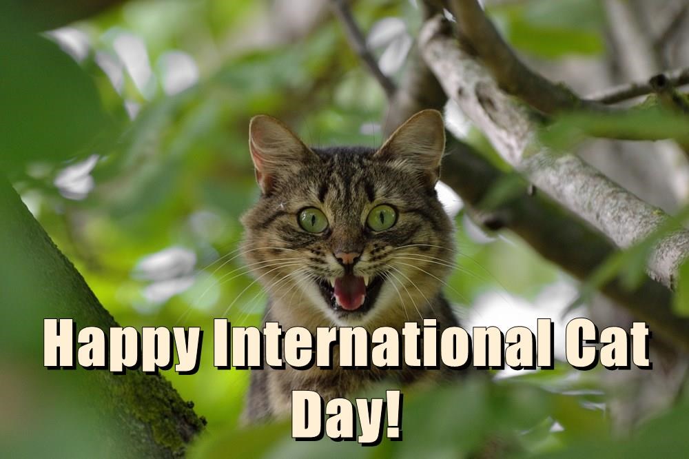 It's #InternationalCatDay!! - I Can Has Cheezburger?
