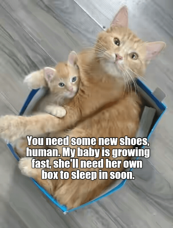 Best excuse EVER foy buying new shoes Lolcats lol cat memes