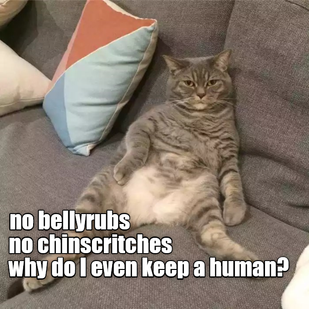 Why Does Cat Even Bother? I Can Has Cheezburger?