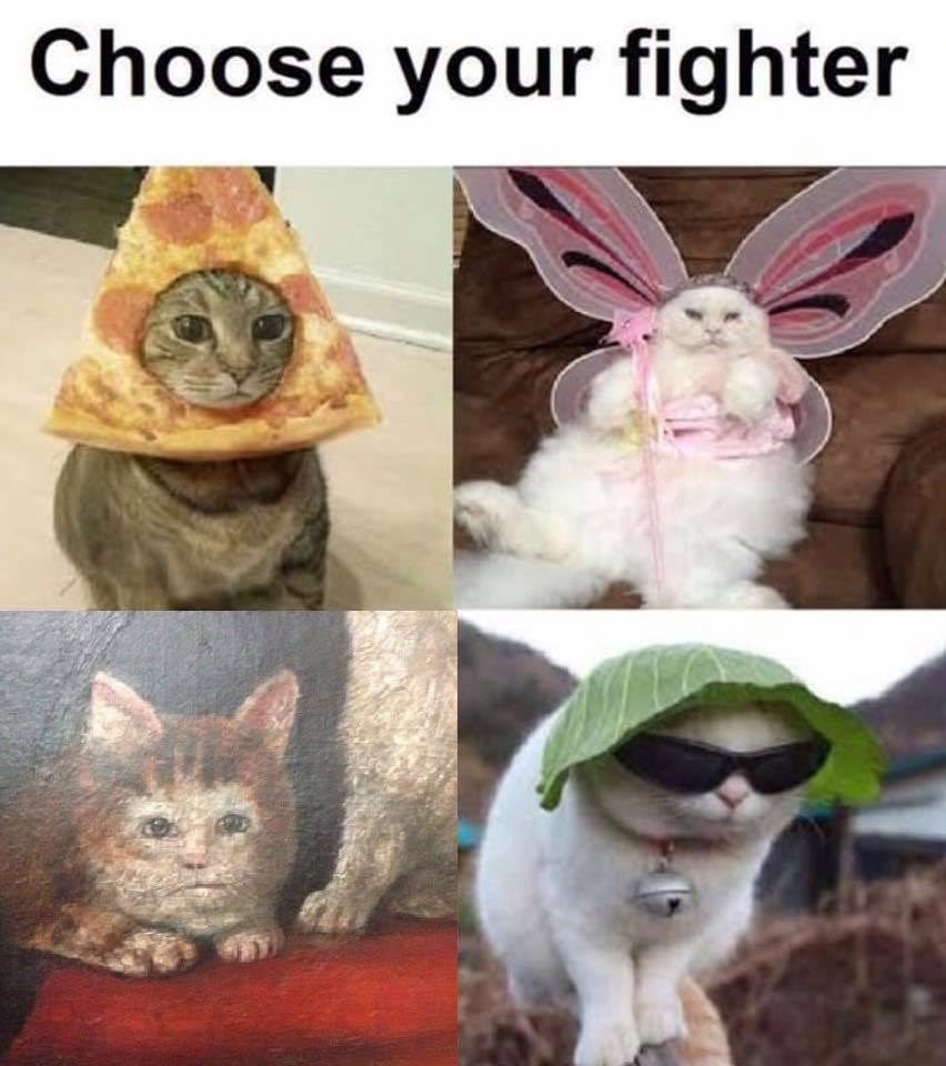 We're Going With Cool Lettuce Cat Memebase Funny Memes