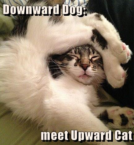 Downward Dog: meet Upward Cat - Lolcats - lol | cat memes | funny cats ...