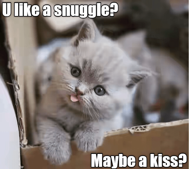 snuggle kitty