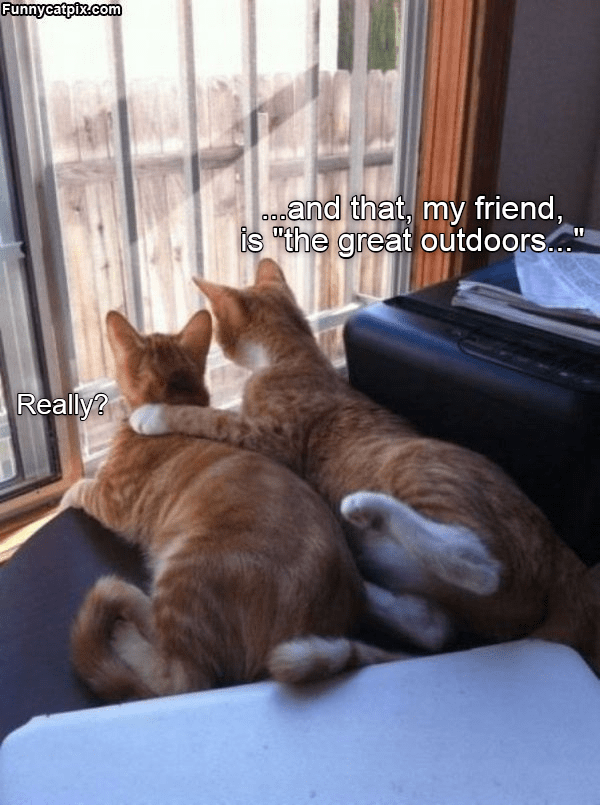 Yes, really - Lolcats - lol | cat memes | funny cats | funny cat ...