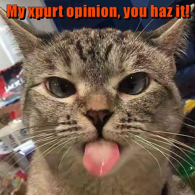 My Xpurt Opinion You Haz It Lolcats Lol Cat Memes Funny Cats 