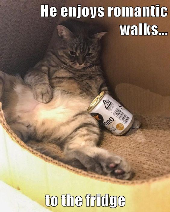 He enjoys romantic walks... to the fridge - Lolcats - lol | cat memes ...