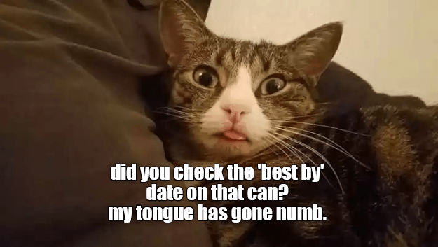 Can't feel my tongue! - Lolcats - lol | cat memes | funny cats | funny ...