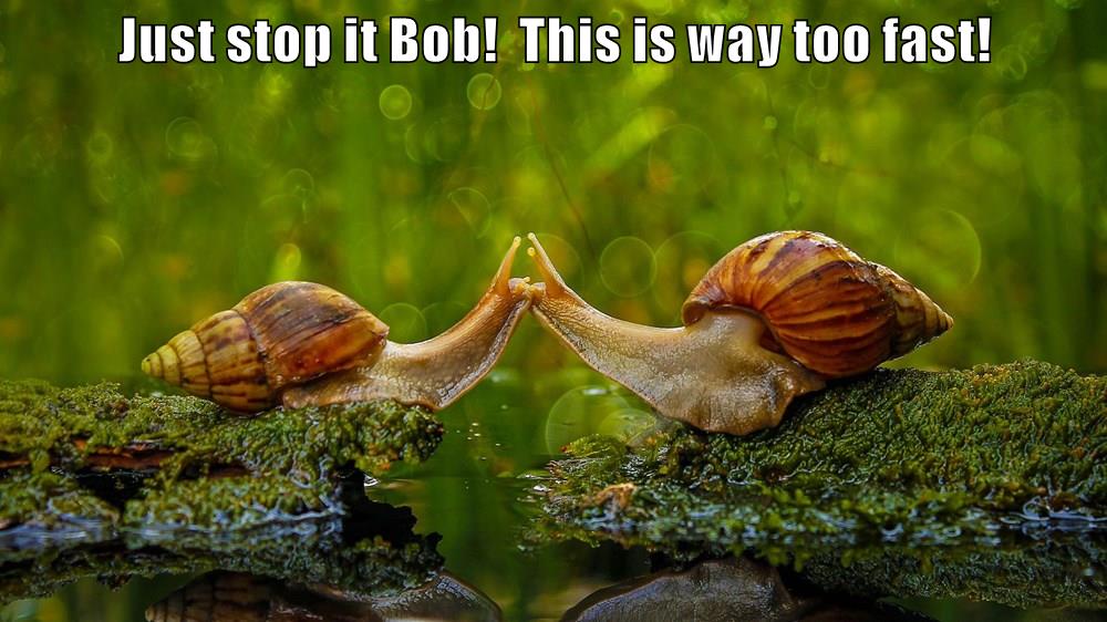 Just stop it Bob! This is way too fast! - Animal Comedy - Animal Comedy ...