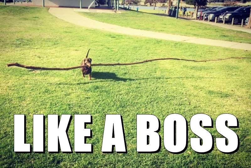 LIKE A BOSS - I Has A Hotdog - Dog Pictures - Funny pictures of dogs