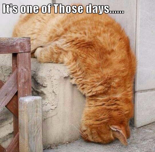 It's one of Those days…… - Lolcats - lol | cat memes | funny cats