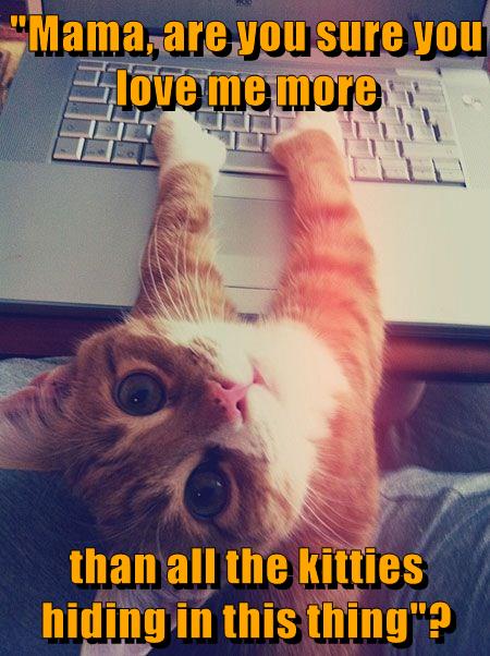 Mama Do You Love Me Lolcats Lol Cat Memes Funny Cats Funny Cat Pictures With Words On Them Funny Pictures Lol Cat Memes Lol Cats