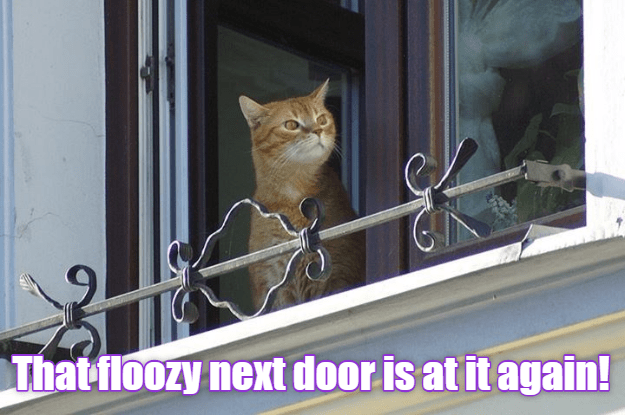 Neighbourhood Watch And Sneer - Lolcats - lol | cat memes | funny cats ...