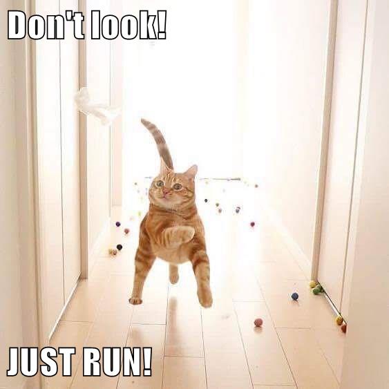 Don't look! JUST RUN! - Lolcats - lol | cat memes | funny cats | funny ...