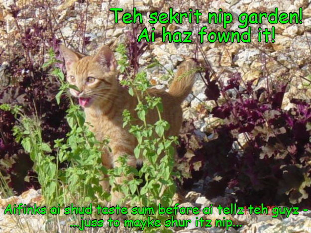 Milo Finds Kitty Nirvana! - Lolcats - lol | cat memes | funny cats