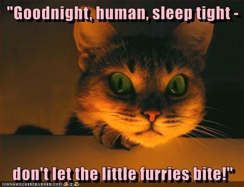 grumpy cat good night