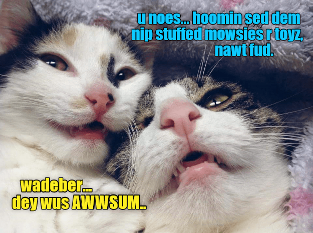 Awwsum, yeah... - Lolcats - lol | cat memes | funny cats | funny cat ...