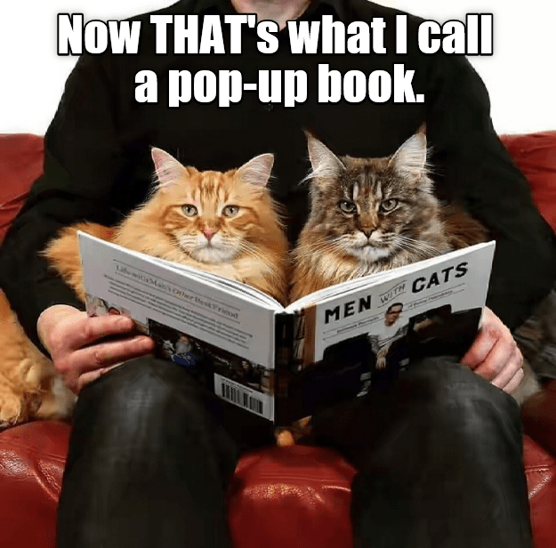 Now that's what I call a pop-up book - Lolcats - lol | cat ...