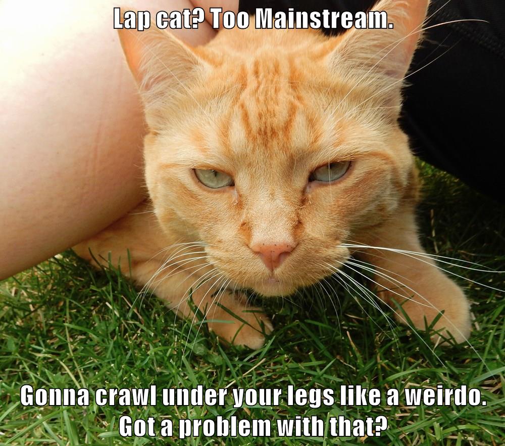 Got a problem with that? - Lolcats - lol | cat memes ...