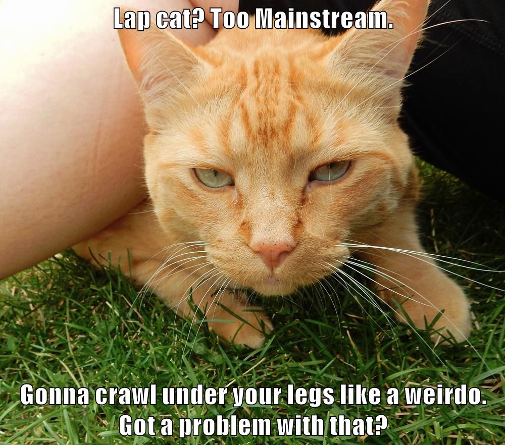 Got A Problem With That Lolcats Lol Cat Memes Funny Cats