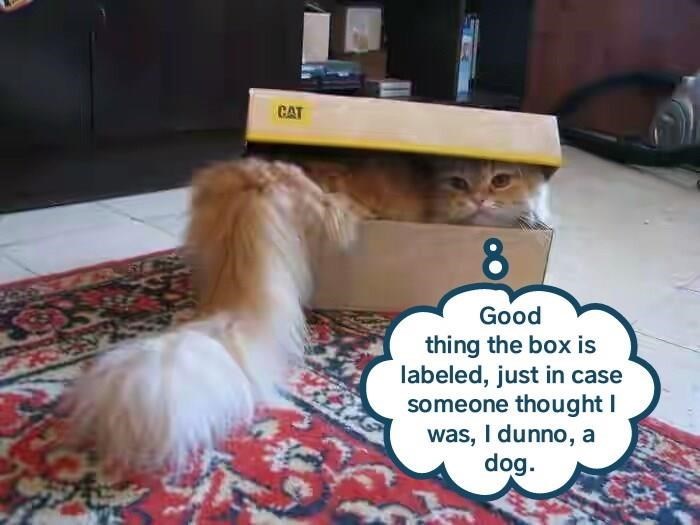 CAT Box I Can Has Cheezburger?