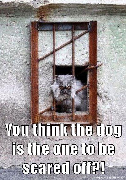 Think again - Lolcats - lol | cat memes | funny cats | funny cat ...