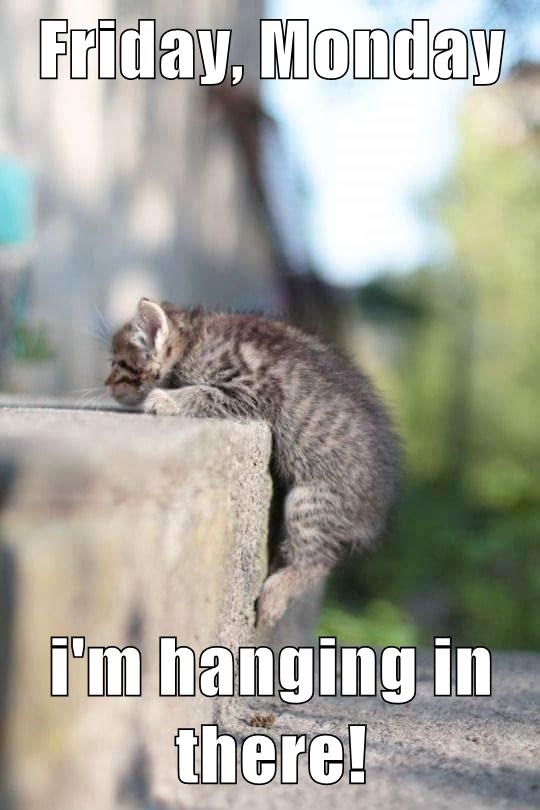 Friday, Monday i'm hanging in there! - Lolcats - lol | cat memes ...