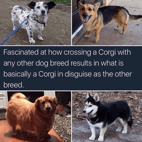 corgi undercover