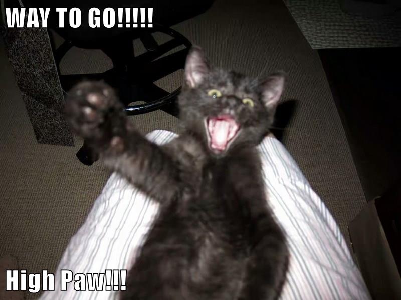 WAY TO GO!!!!! High Paw!!! - Lolcats - lol | cat memes | funny cats